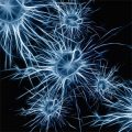 nos-cellules-changent-constamment
